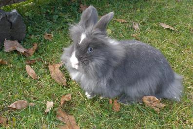 Our dwarf rabbits