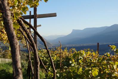 Weinberg in Dorf Tirol