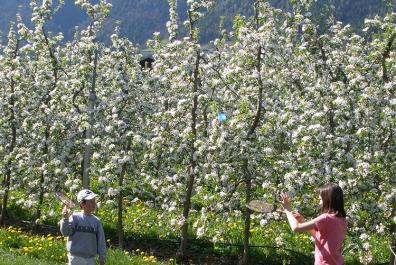 Giocando a volano tra gli alberi in fiore