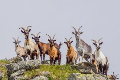 Capre di montagna