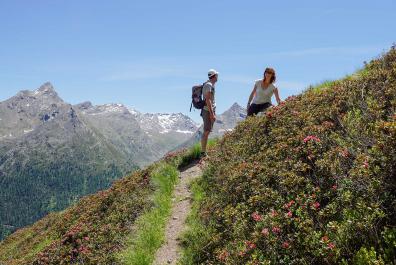 Alpine-roses blooming on the hiking trail to the Imestalm