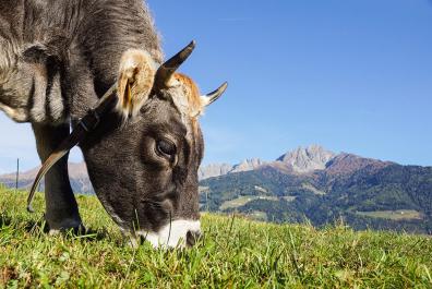 Cow on Alpine meadows