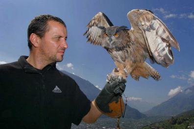 Flugvorführungen mit Greifvögeln und Eulen