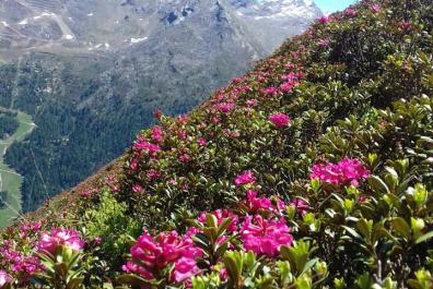 Alpine rose in blossom