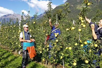 Apple harvest at the Rimmele-Hof