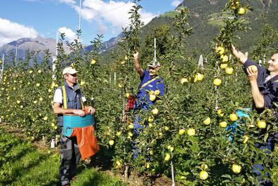 Raccolta delle mele al Rimmele-Hof