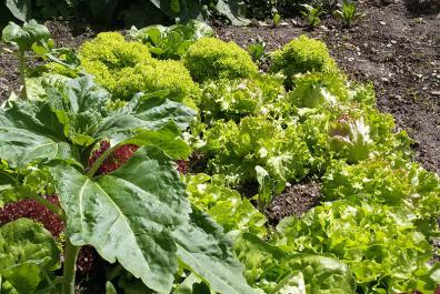 Farm garden