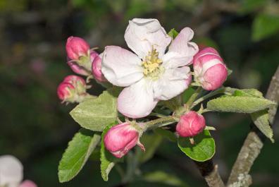 Spring blossom on the Rimmele-Hof