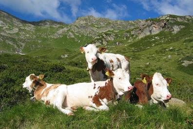 Cows on lush mountain pastures