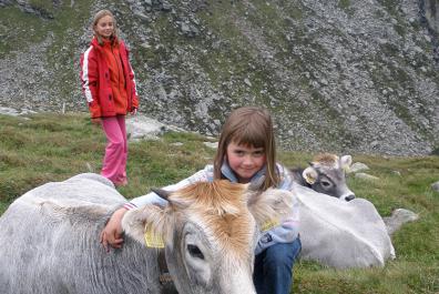 Cows on Alpine meadows