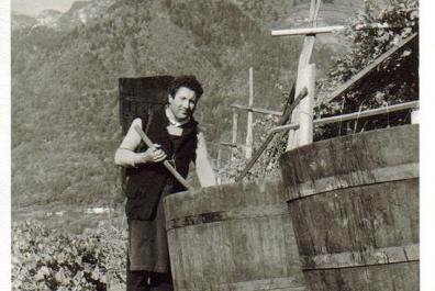 Il nonno David durante la vendemmia