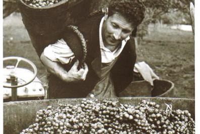 Il nonno David durante la vendemmia