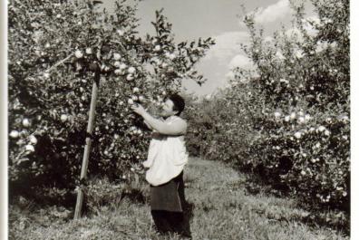 Il nonno David durante la raccolta delle mele