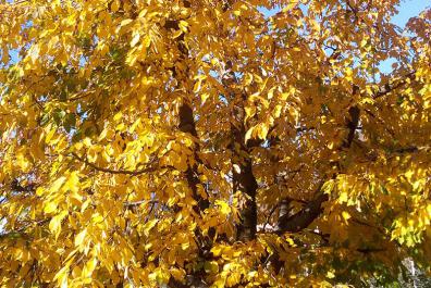 Autumn at the Rimmele-Hof