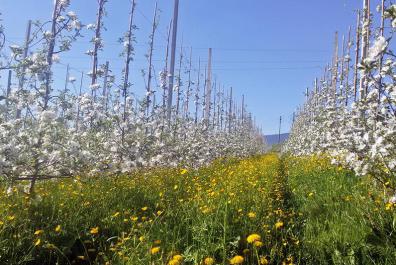 Spring at the Rimmele-Hof