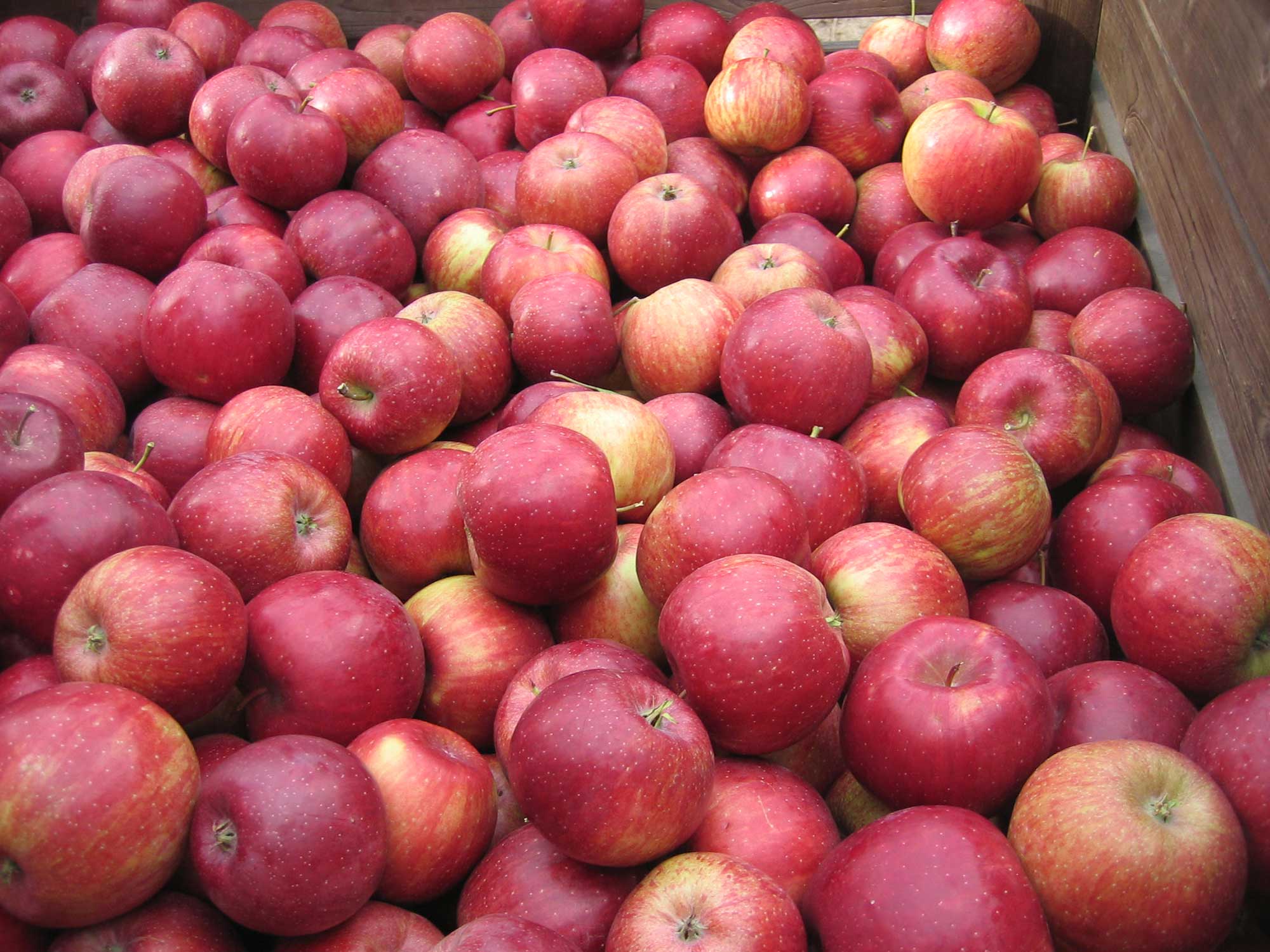 Raccolta delle mele al Rimmelehof a Tirolo