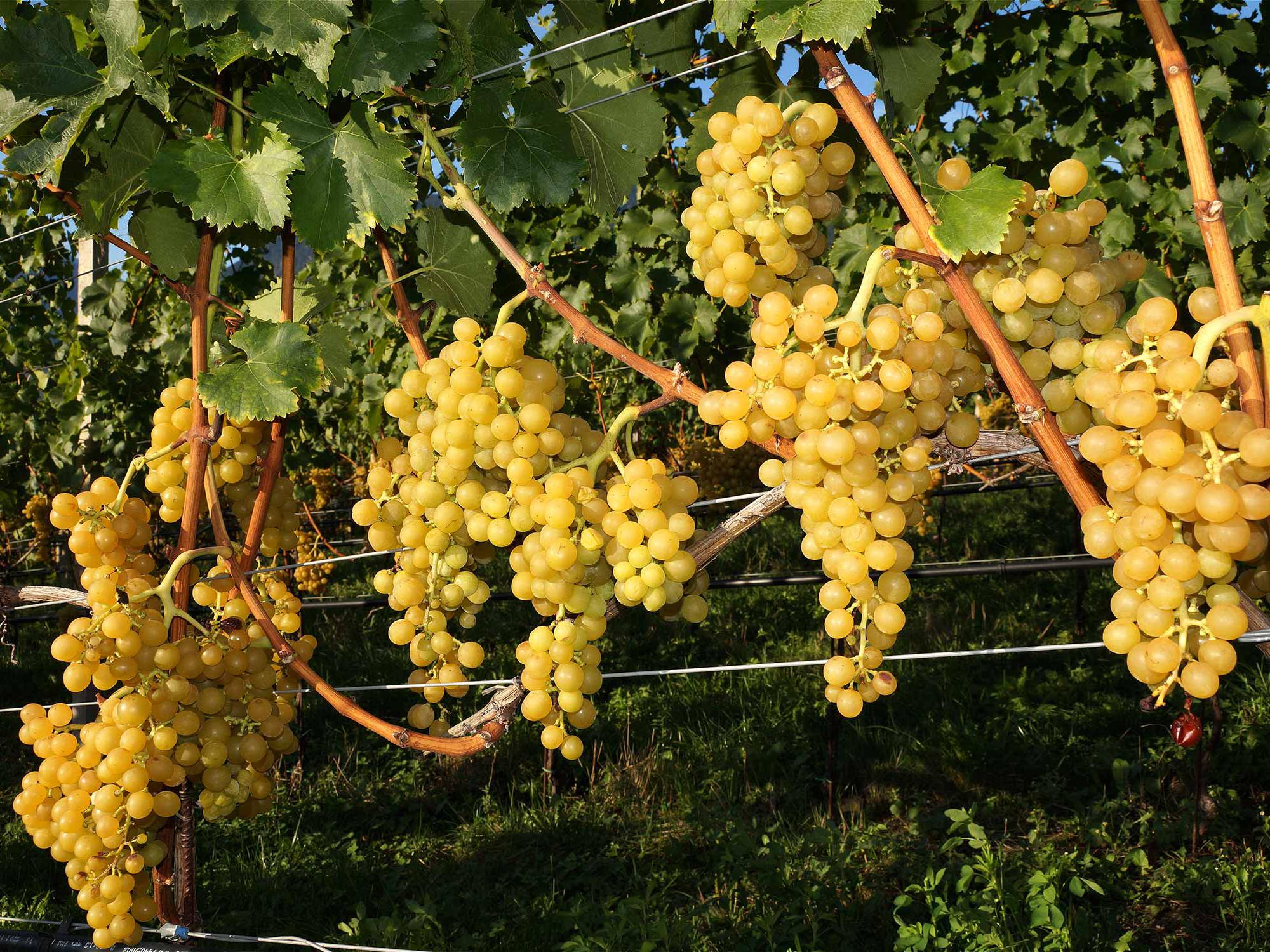 Weinrebe im Herbst