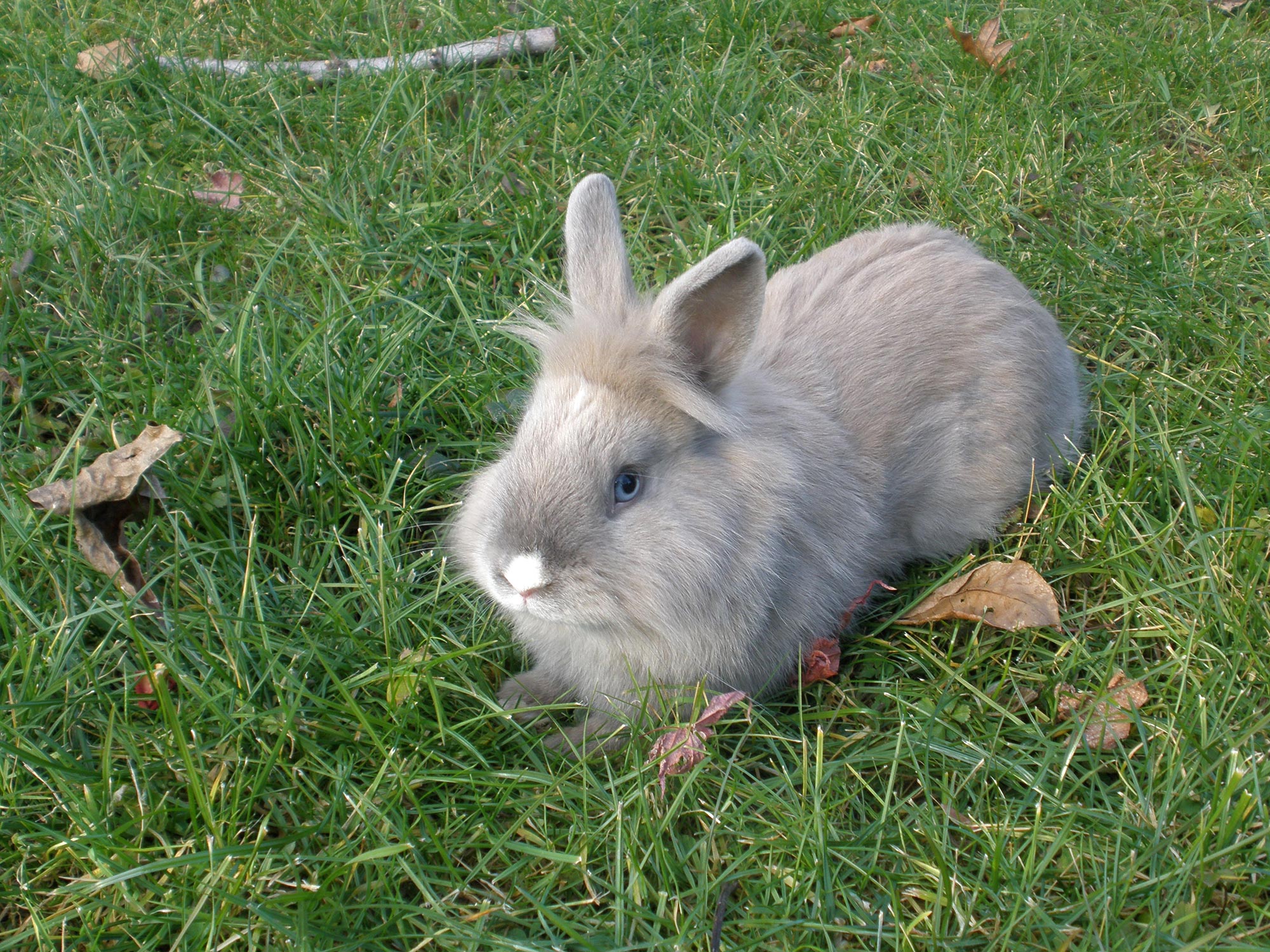 Dwarf rabbits