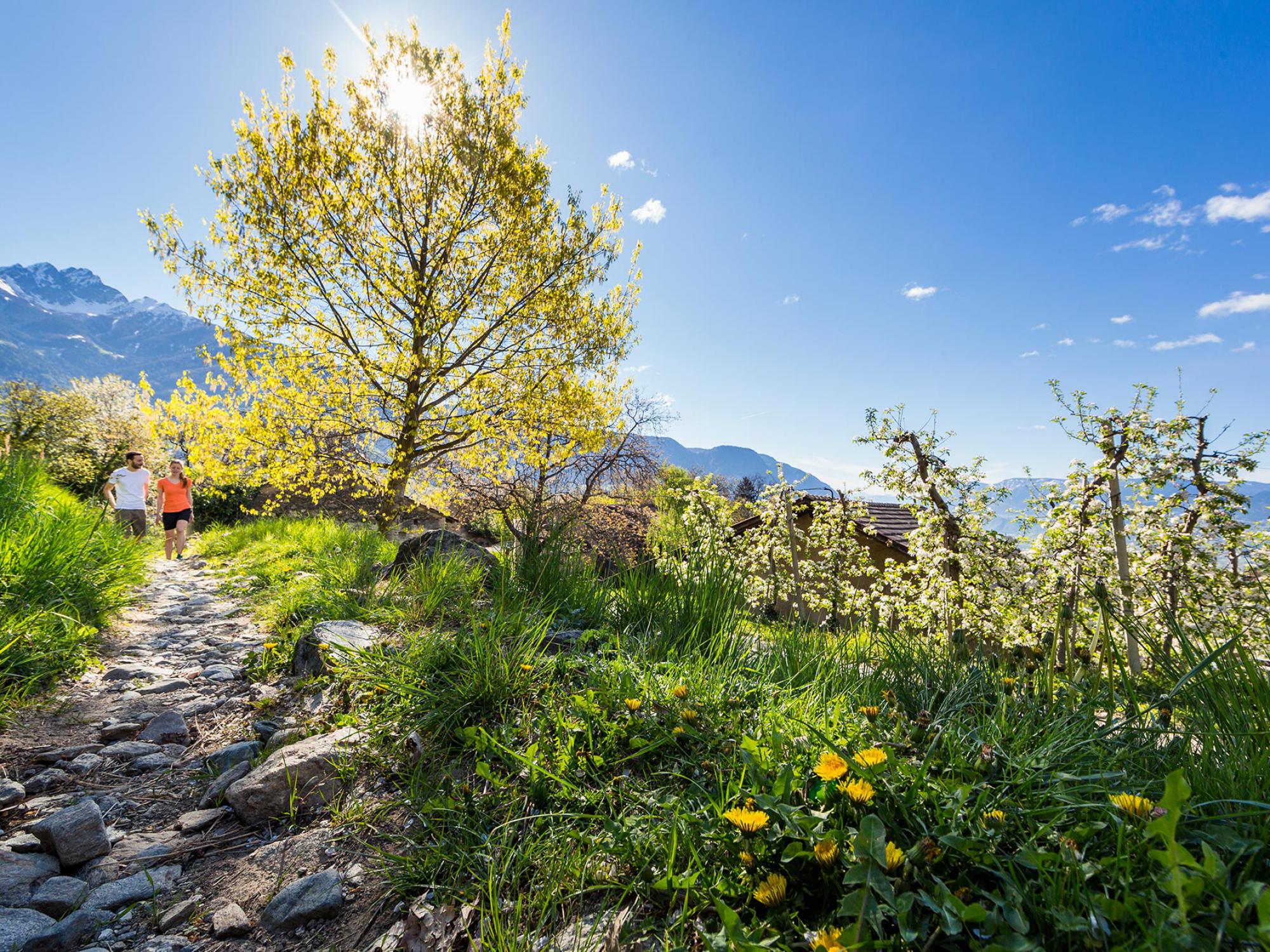 Spring in Dorf Tirol