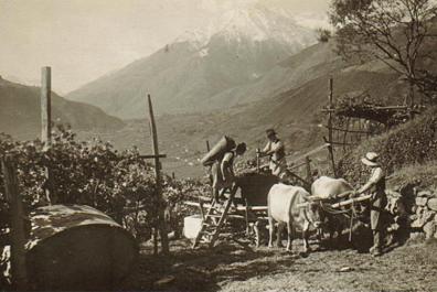 Viticulture at the Rimmele Hof