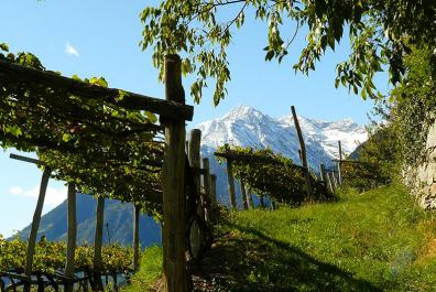 Weinberge Dorf Tirol